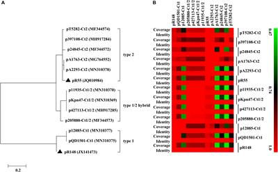 Type 1, 2, and 1/2-Hybrid IncC Plasmids From China